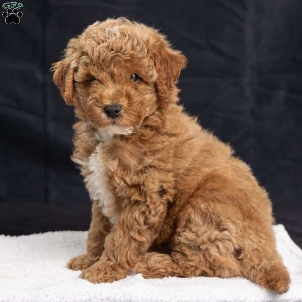 Pam, Miniature Poodle Puppy